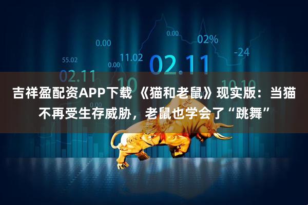 吉祥盈配资APP下载 《猫和老鼠》现实版：当猫不再受生存威胁，老鼠也学会了“跳舞”